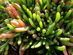 Ruschieae