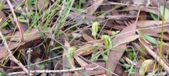 Pterostylis nana