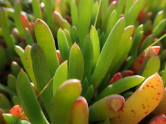 Ruschieae