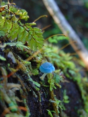 Mycena cyanocephala