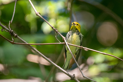 Setophaga virens