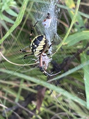 Argiope aurantia