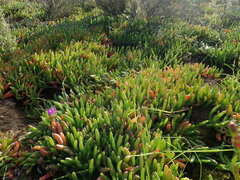 Ruschieae