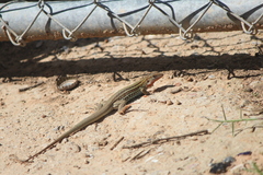 Aspidoscelis gularis