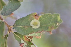 Andricus pattersonae