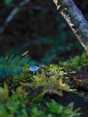 Mycena cyanocephala