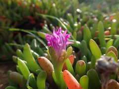 Ruschieae