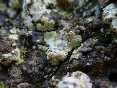 Gyalolechia subbracteata