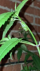 Orchelimum silvaticum