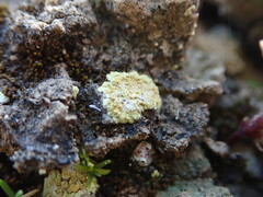 Gyalolechia subbracteata