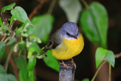 Eopsaltria australis