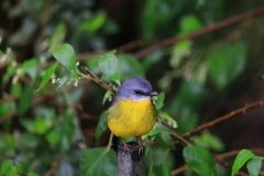 Eopsaltria australis