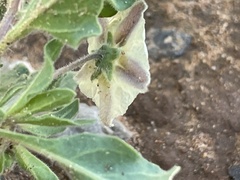 Chamaesaracha sordida