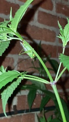 Orchelimum silvaticum