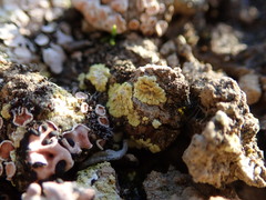 Gyalolechia subbracteata