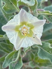 Chamaesaracha sordida