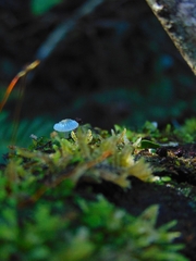 Mycena cyanocephala