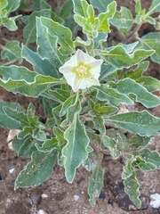 Chamaesaracha sordida