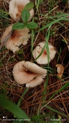 Lepiota cristata