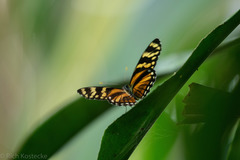 Eresia ithomioides alsina