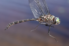 Somatochlora cingulata