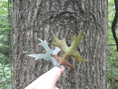 Quercus palustris