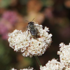 Megachilinae