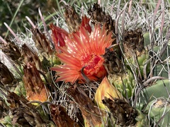 Ferocactus wislizeni