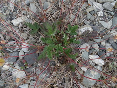 Potentilla nivea