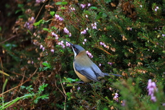 Acanthorhynchus tenuirostris