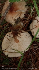 Lepiota cristata