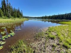 Somatochlora cingulata
