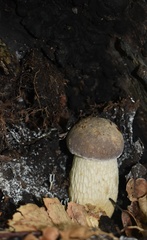 Retiboletus griseus