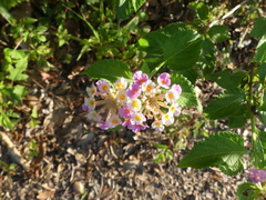 Lantana × strigocamara