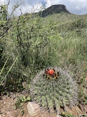 Ferocactus wislizeni