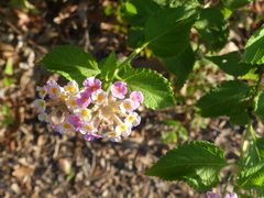Lantana × strigocamara