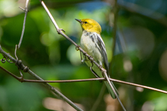 Setophaga virens