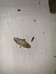 Herpetogramma thestealis