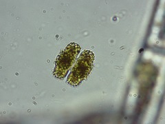 Cosmarium commissurale