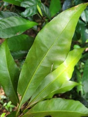 Lithocarpus hancei