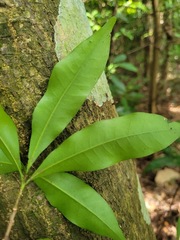 Lithocarpus hancei