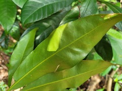 Lithocarpus hancei