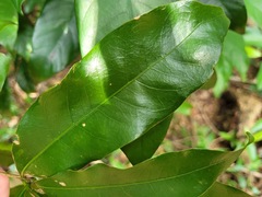 Lithocarpus hancei
