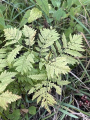 Botrypus virginianus