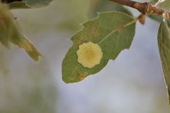 Andricus pattersonae