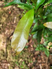 Lithocarpus hancei