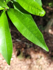 Lithocarpus hancei