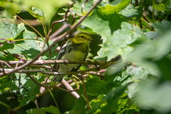 Setophaga virens