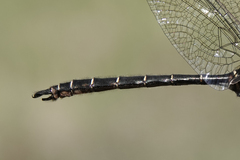 Somatochlora albicincta