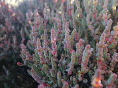 Salicornia